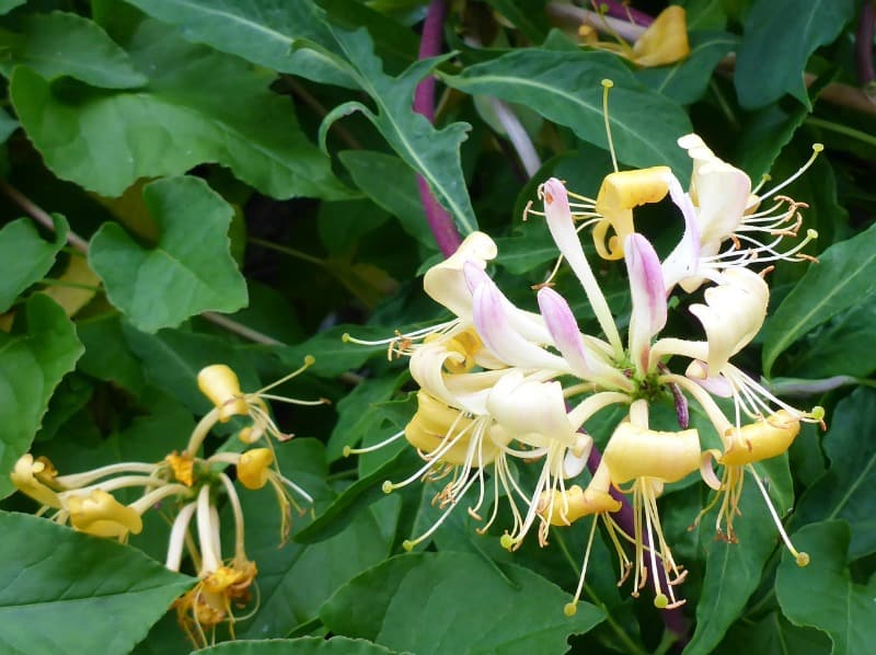 Climbing honeysuckle vine