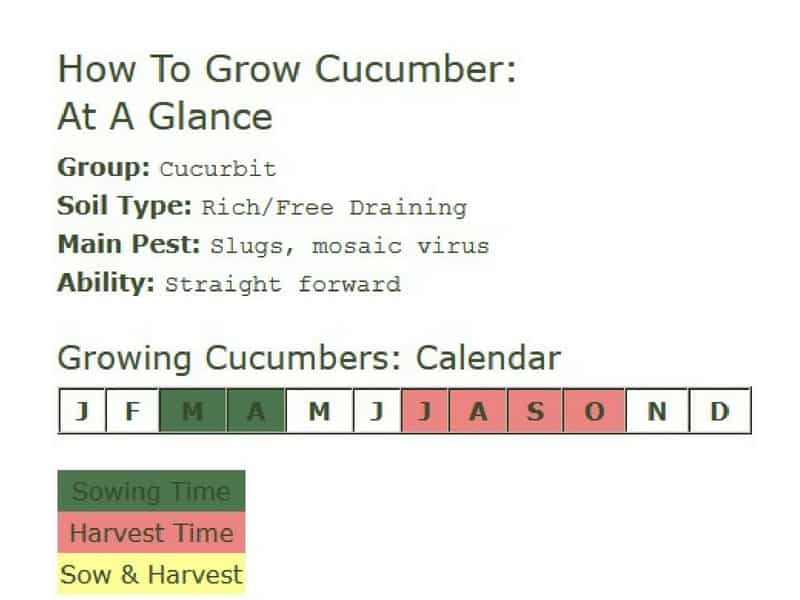 How to grow cucumbers