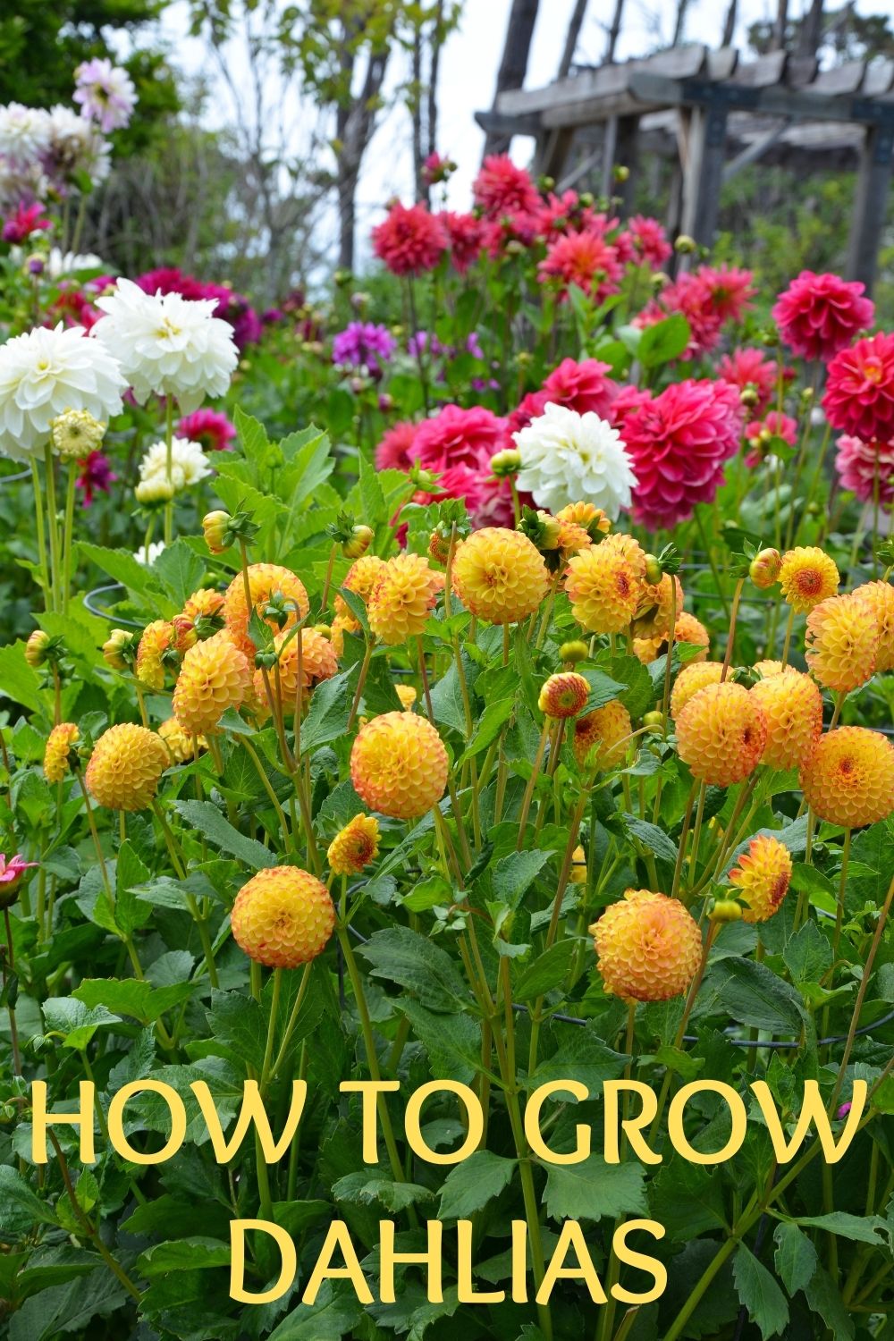 How to grow dahlias