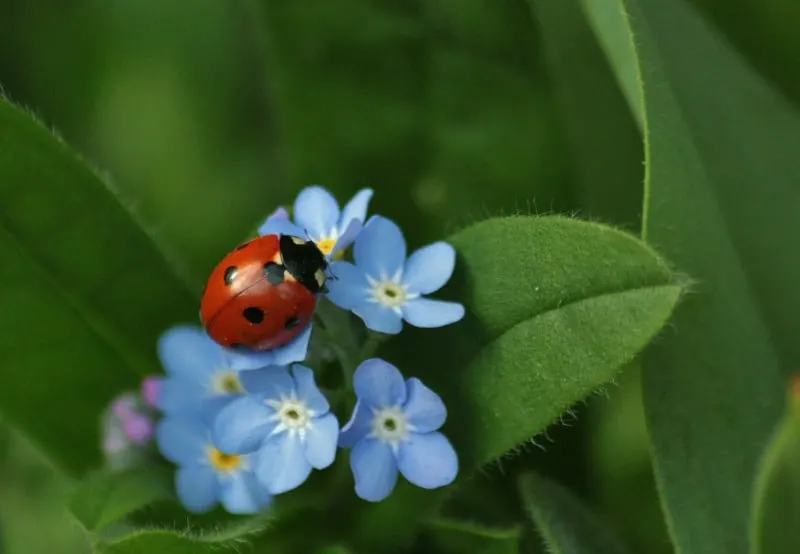 Ladybug on forget me not flowers