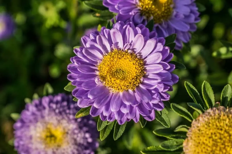 lavender dahlia flower