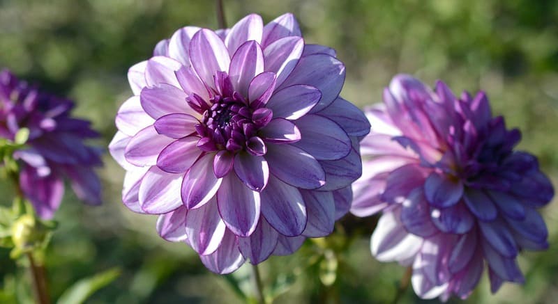 Lavender and purple dahlias