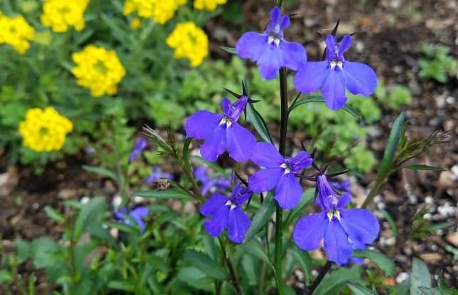 purple lobelia flowers