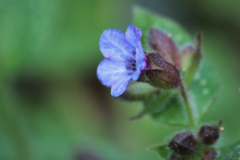 lungwort flower