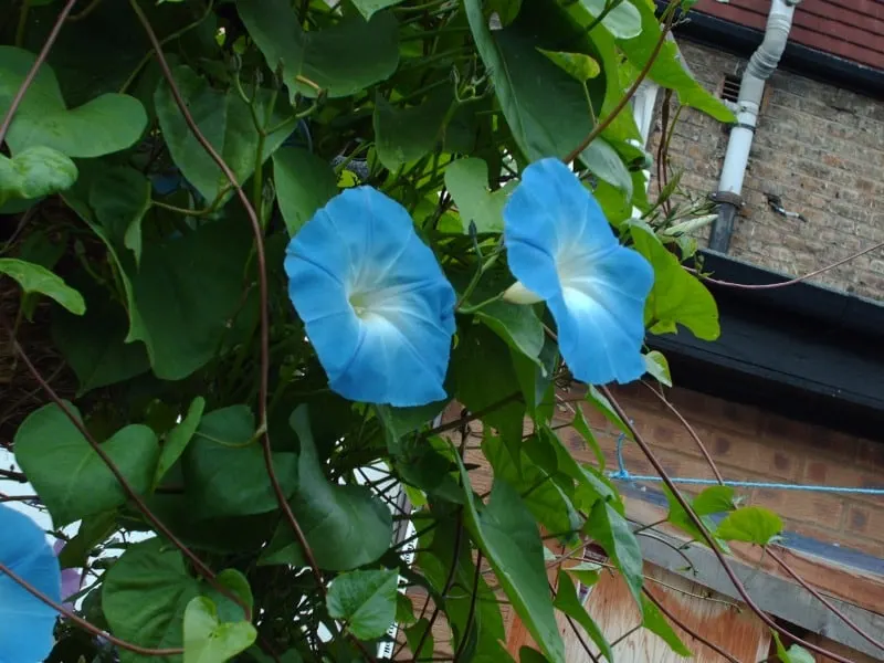 Blue morning glory