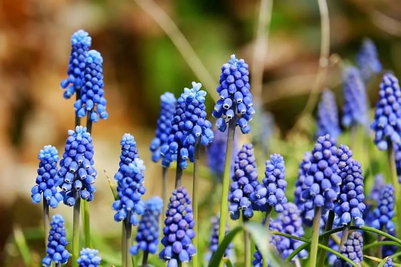 Common grape hyacinth