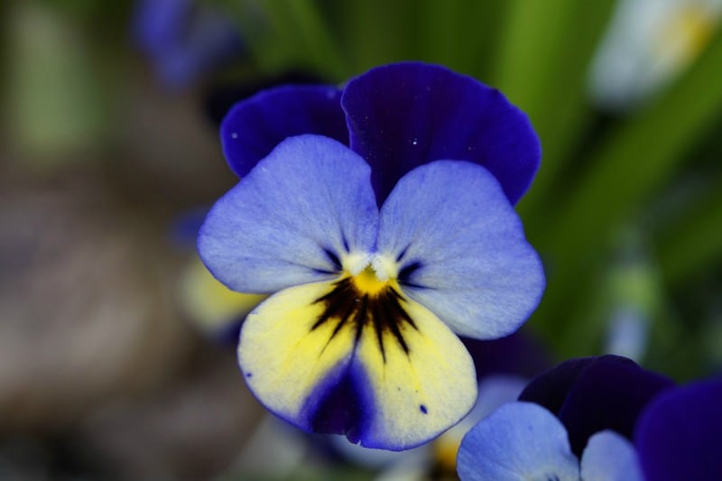 blue pansy