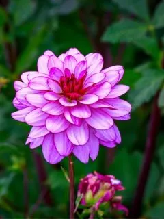 beautiful pink dahlia flower