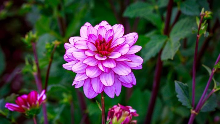 How To Grow Dahlias For Gorgeous Colors In The Garden