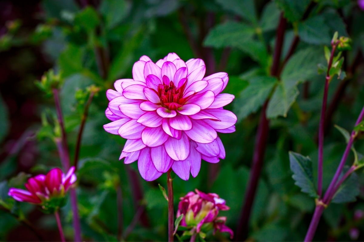 beautiful pink dahlia flower