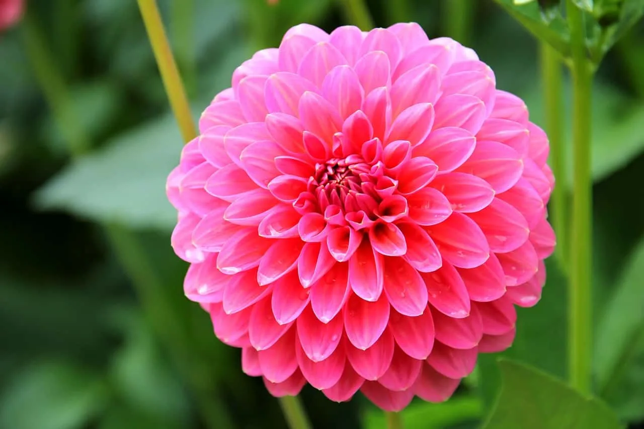 pink dahlia flower