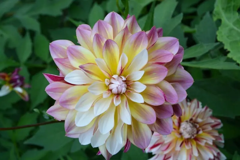 Pink, yellow and white dahlia flowers