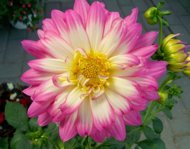 Pink and yellow pastel dahlia