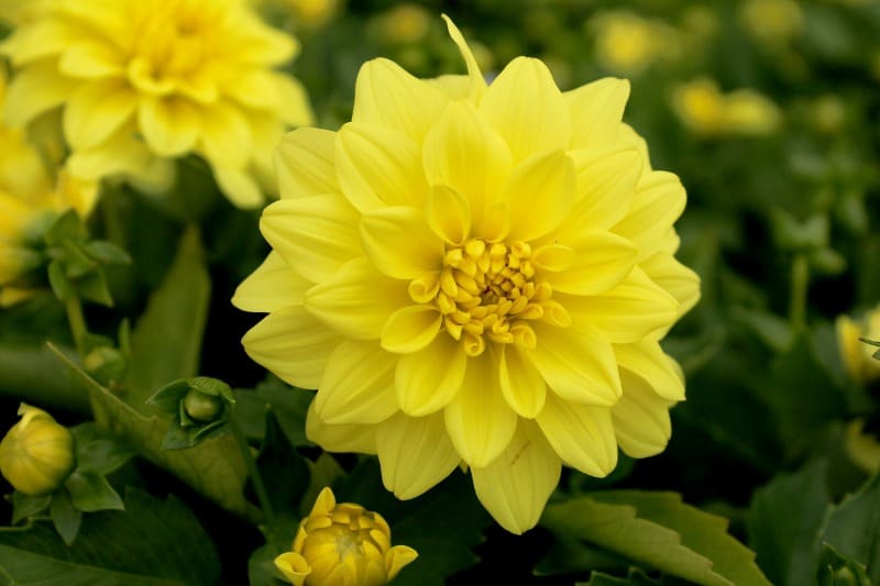 Yellow dahlia flowers