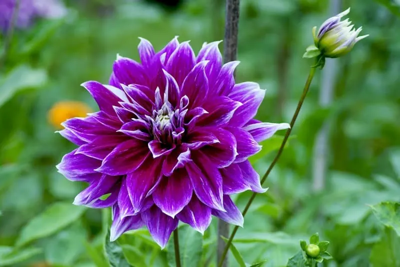 purple dahlia flower