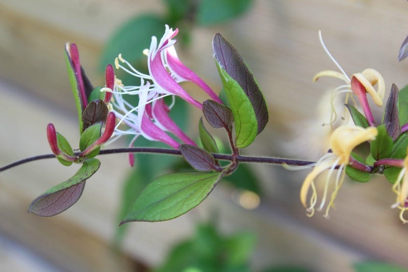 Purple, yellow and white honeysuckle flowers