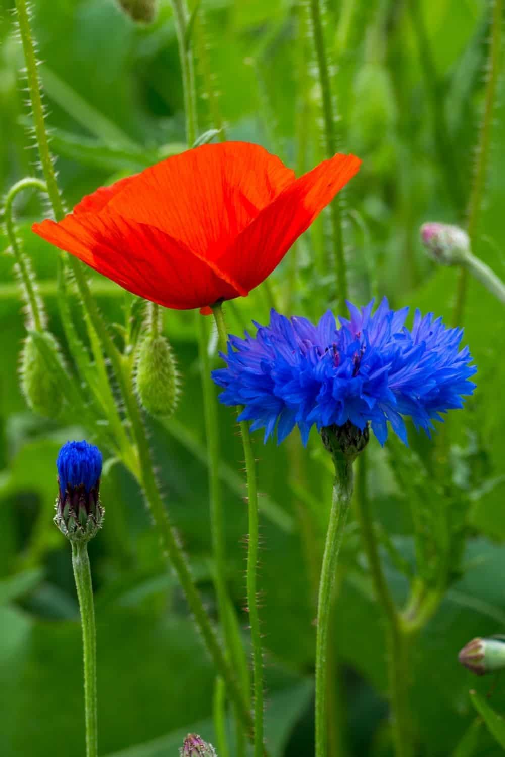 striking red poppy and blue batchelor button flowers