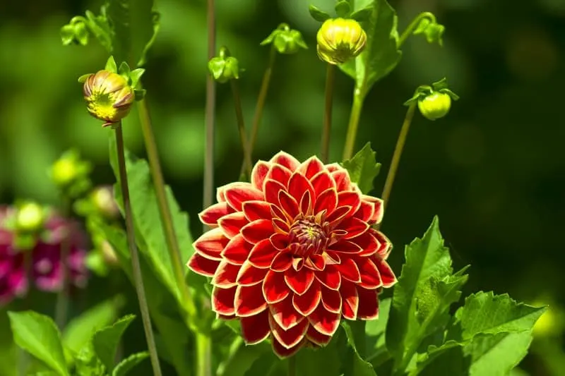 Redn and yellow dahlia