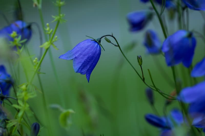 Round leaved bellflower