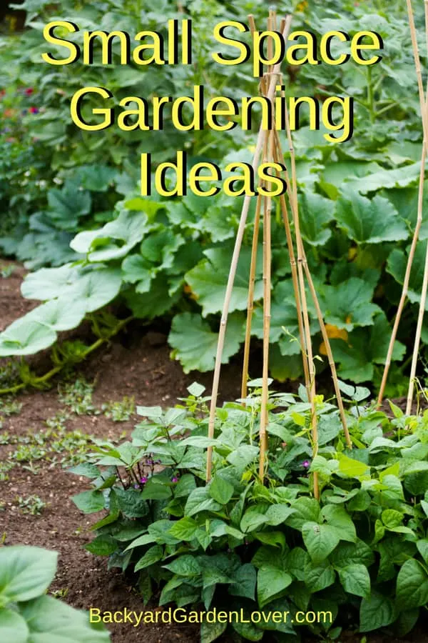 bamboo teepee as a trellis in the garden