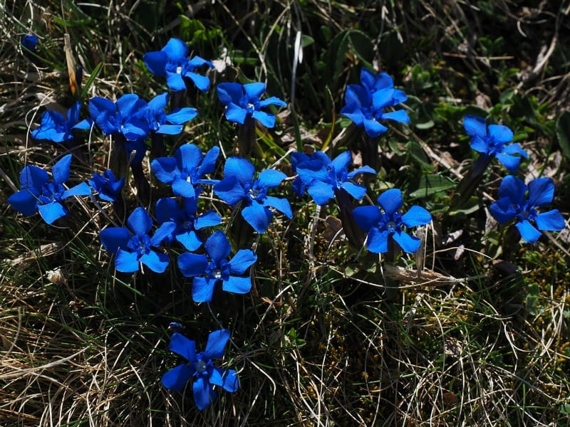 Spring gentian flowers