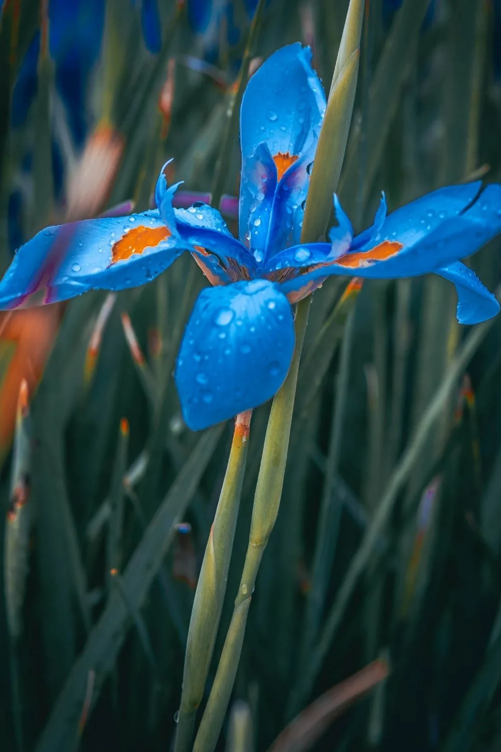 Stunning blue iris flower with orange accents