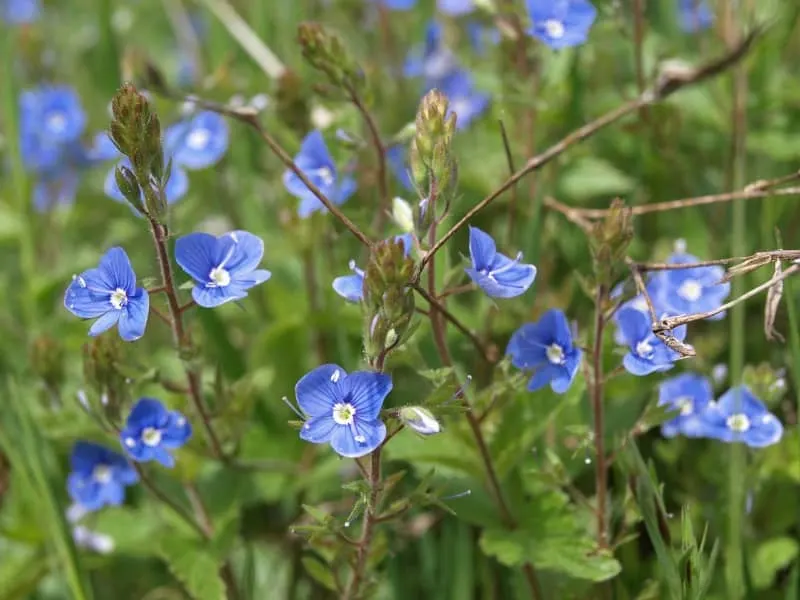 veronica flowers