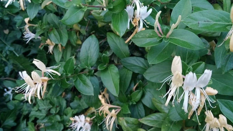 White and pale yellow honeysuckle flowers