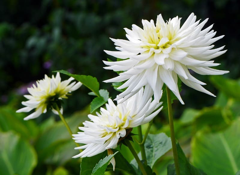 white dahlia flowers