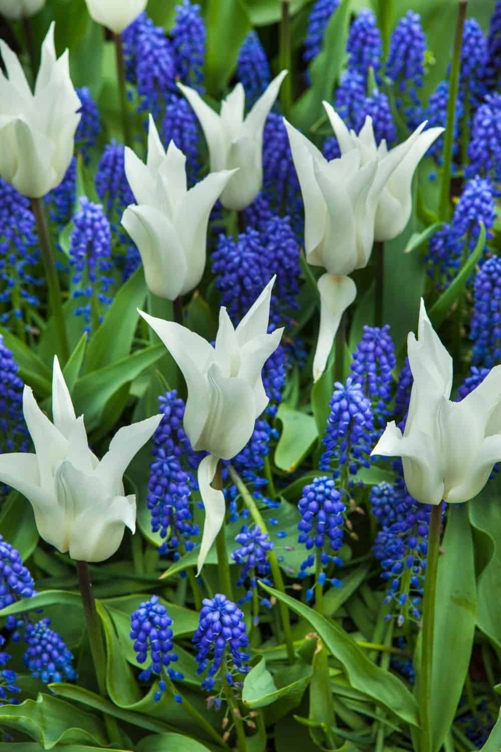 pure white tulips mixed in with blue grape hyacinth flowers