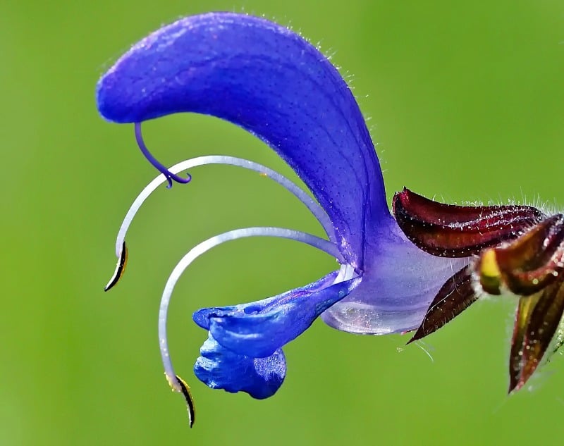 Wild sage flower