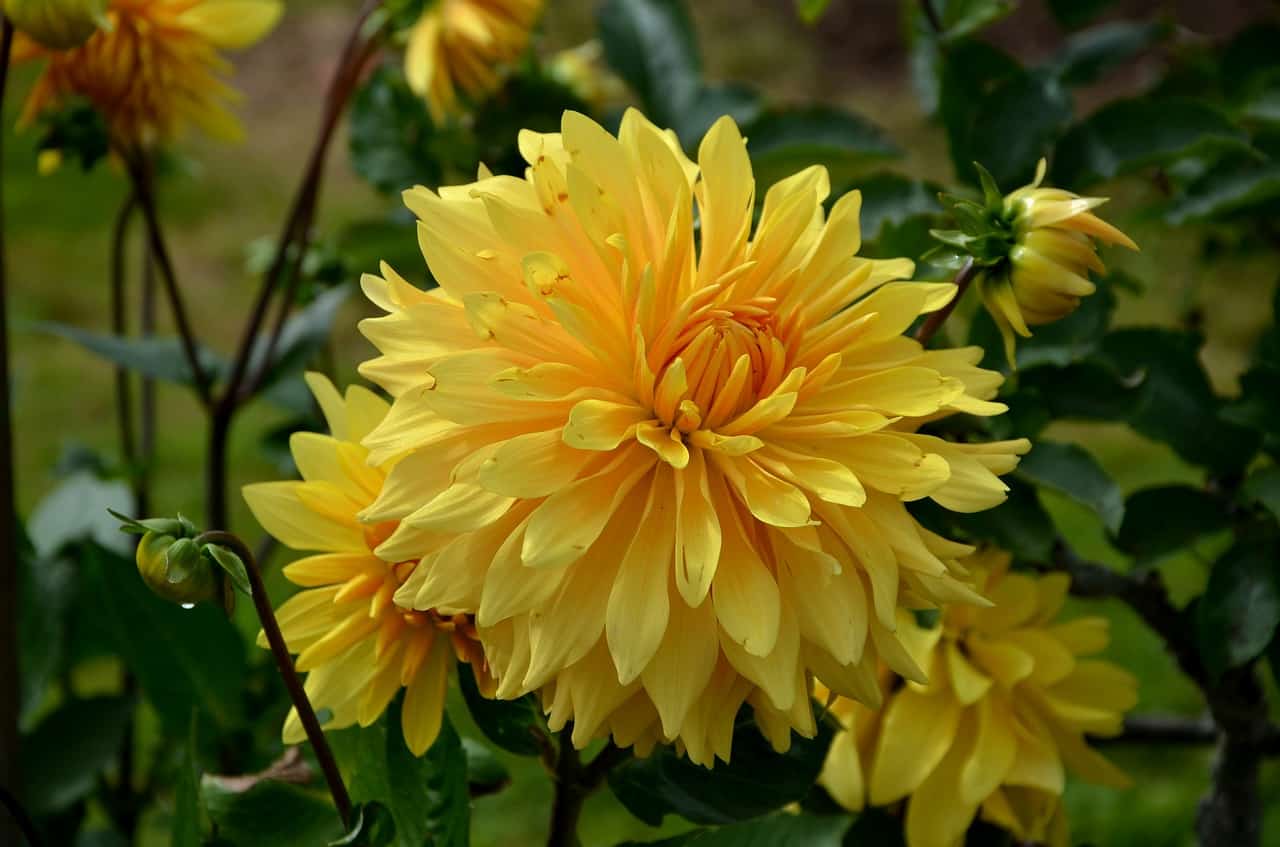 yellow dahlia flowers