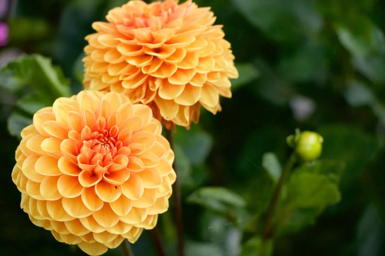 Yellow orange dahlia