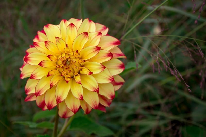 Yellow and red dahlia