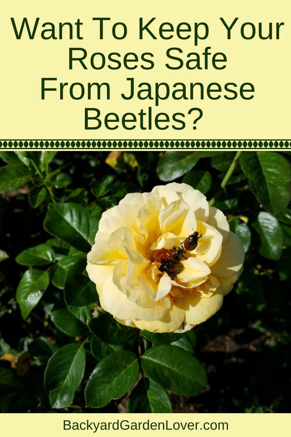 How to keep your roses free of Japanese beetles
