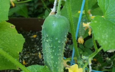 Cucumber almost ready to pick