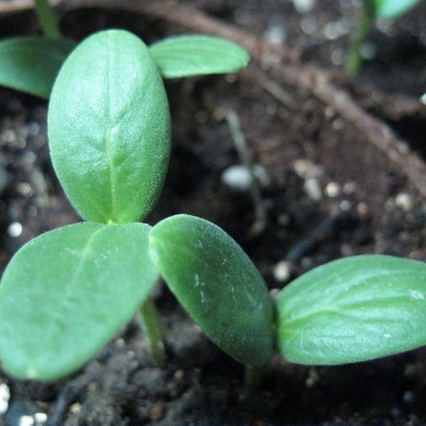 Cucumber seedlings