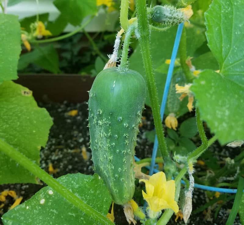 Cucumber almost ready to pick