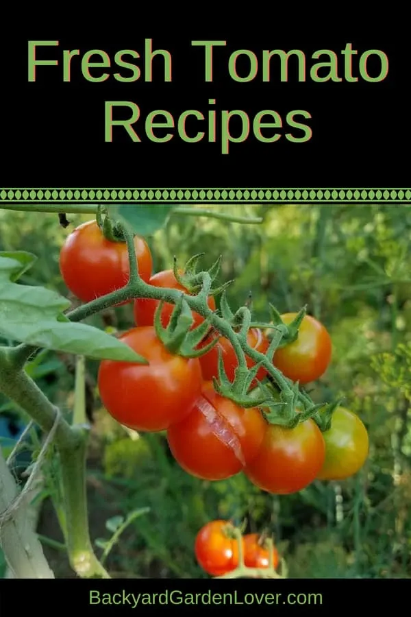 A tomato cluster on the plant