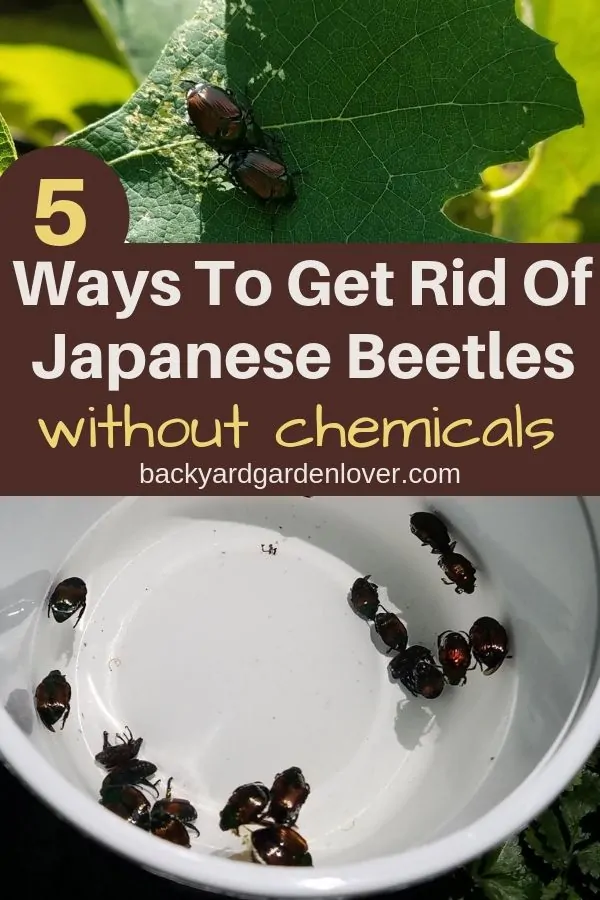 Comment se débarrasser des scarabées japonais sur les arbres fruitiers
