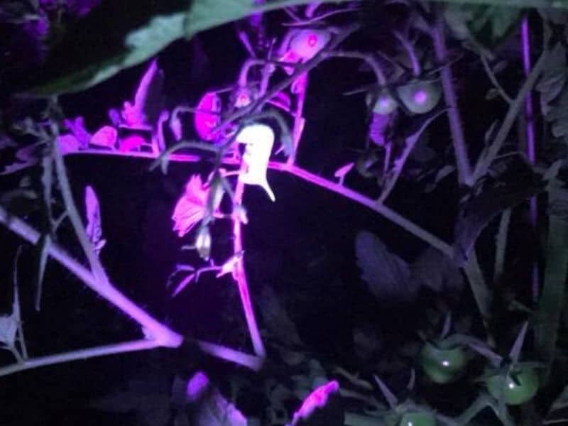 Glowing hornworm seen under a black light
