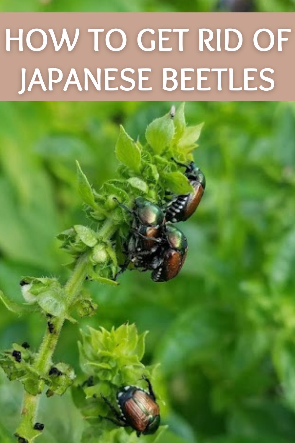 how to get rid of Japanese beetles