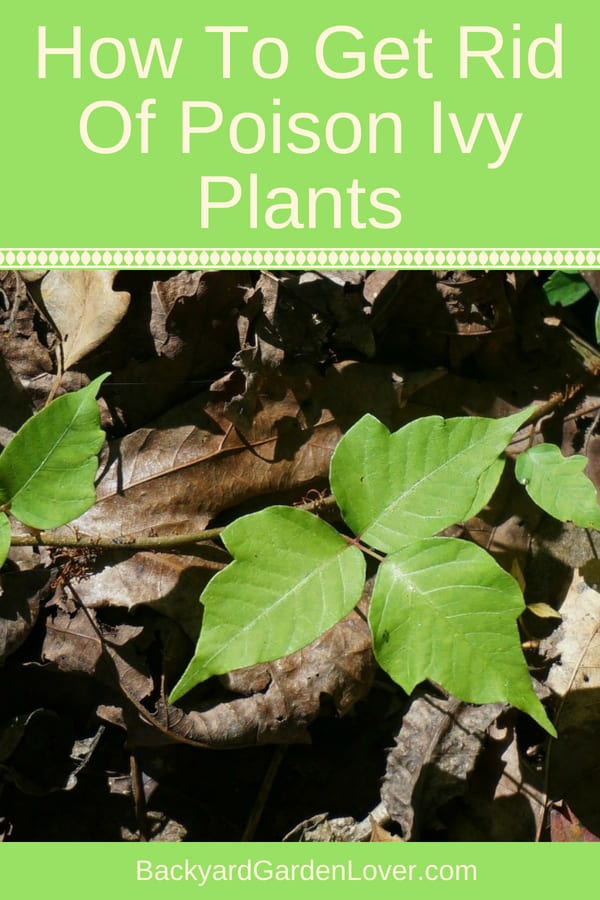 A close up of poison ivy leaves