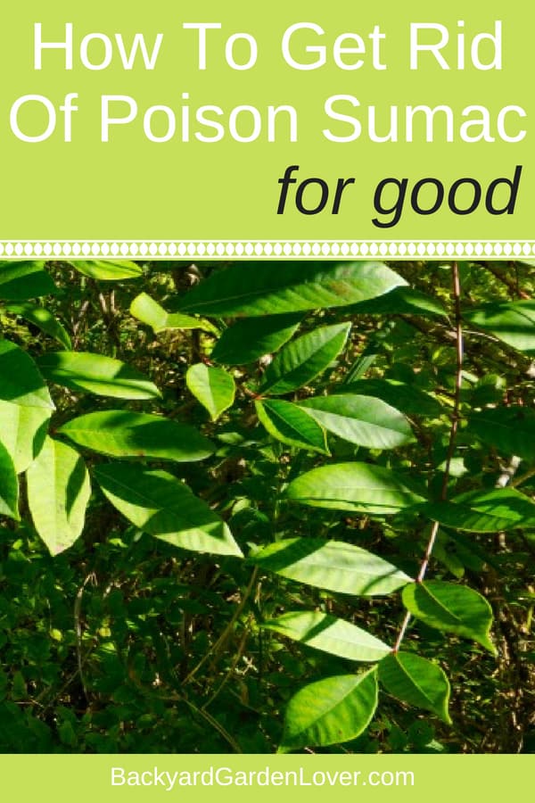 How To Get Rid Of Poison Sumac For Good