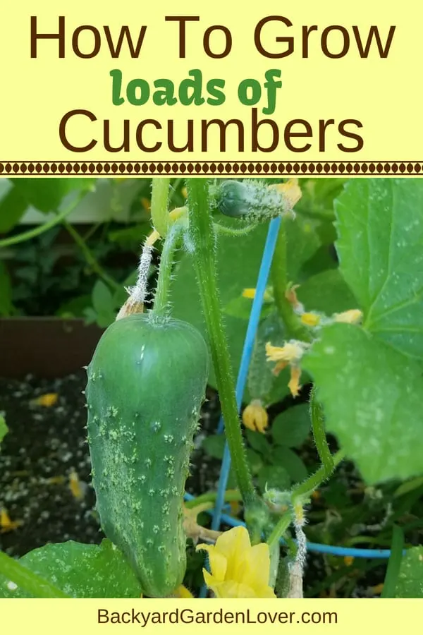 Cucumbers and cucumber flowers in the garden