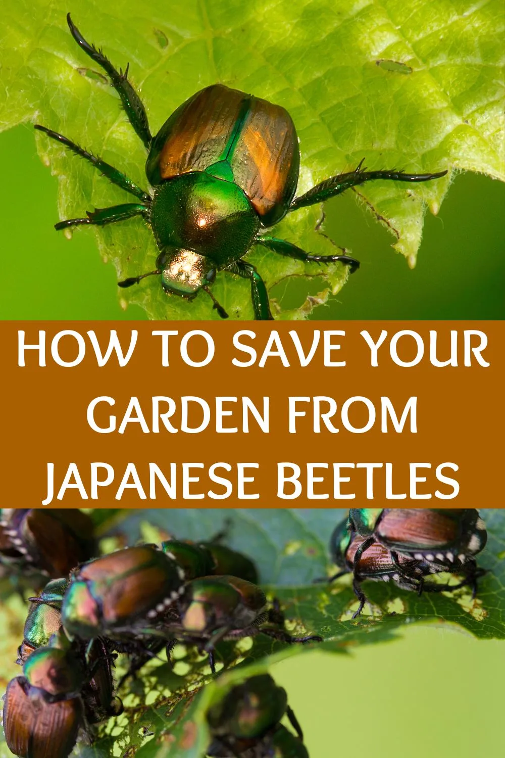 how to save your garden from Japanese beetles