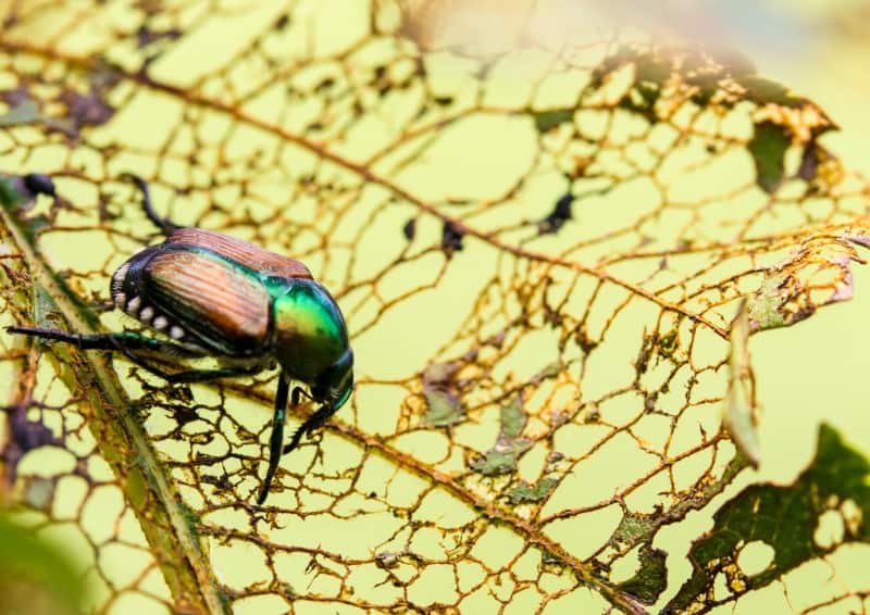 Japanese Beetle damage on a fruit tree leaf