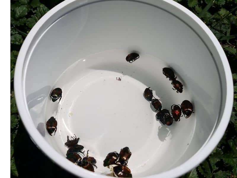 Japanese beetles in soapy water