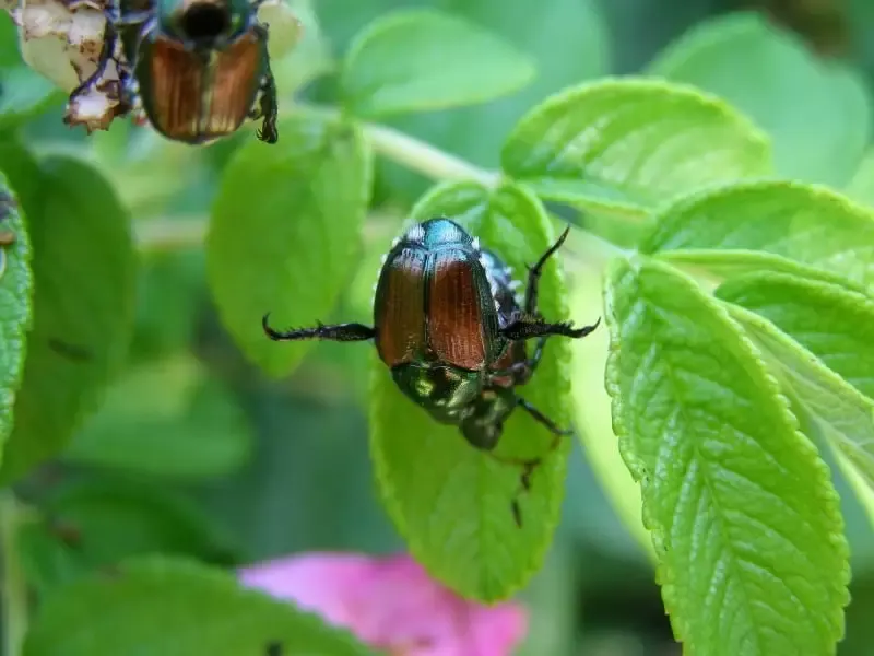 Japanese beetles 