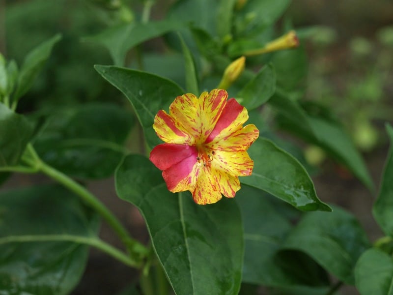 Mirabilis jalapa, also known as 4 o'clock